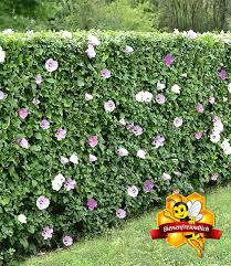 Hibiskus Hecke Top Qualitat Online Kaufen Baldur Garten Hibiskus Hecke Hibiskus Hecke