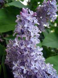 Nomi pietre nere dalla a alla z. Fiori Lilla Nomi