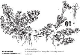 We did not find results for: Turf Ground Ivy In Lawns Umass Center For Agriculture Food And The Environment