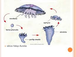 Siklus hidup aurelia aurita secara berurutan. Aldira Febriansyah 3 10 2 Sman 33 Jakarta Ppt Download