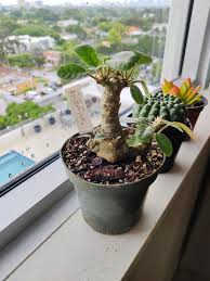 Image result for Dorstenia cuspidata