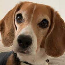 Feel free to let fido jump on this miniature sofa bed. Adele The Beagle Beagleadele Twitter