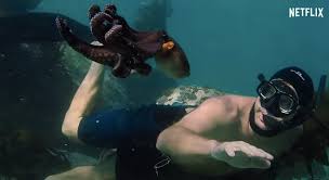 Choosing to fix the problem, he decided to put a halt on his career and use the. My Octopus Teacher What Can We Learn From Sea Creatures