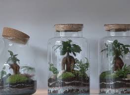 Comment Entretenir Un Terrarium Ferme Humide Terrarium Ficus Plante
