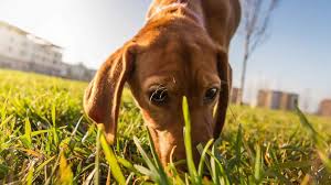 #normale temperatur zwischen 37 °c und 39 °c #erhöhte körpertemperaturz wischen 39 °c und 40 °c als fieber gilt die #temperatur über 40 °c. Borreliose Beim Hund Fieber Mudigkeit Lahmheit Appetitlosigkeit