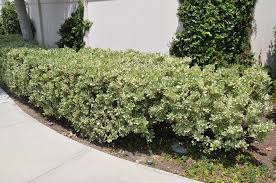 Image result for Pittosporum tobira