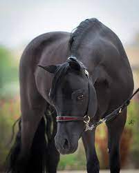 Black Stallion Miniature Horse For Sale Www Minihorsesales Com Miniature Horse Western Pleasure Horses Show Horses