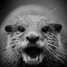 Pin By Immortal Young On Awesome Animals Otters Cute Animals Animals Images
