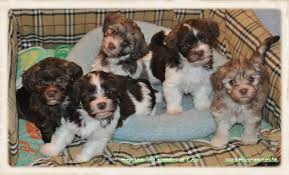 Chiots Bichon Havanais Chiot Chiots Puppy Nichee Portee