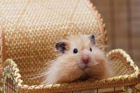 Long haired hamsters do need some additional care as their fur, if not brushed regularly, can become matted! Teddy Bear Hamsters 21 Amazing Hamster Facts Hutch And Cage