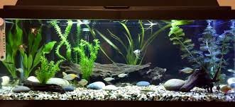 20 Gallon Long Freshwater Tank 1 Blushing Koi Angelfish 5 Marble Angelfish 4 Rainbowfish 3 Colombian Tetras 3 Congo Nature Aquarium Angel Fish Fish Tank