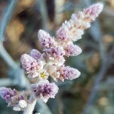 Image result for Aerva