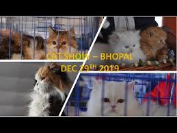 The show consists of individual judging rings, and the cats entered in the show. Cat Show Bhopal L 29th December 2019 L Feline Club Of India Youtube