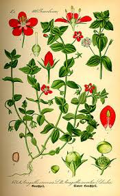 Image result for Anagallis gracilipes