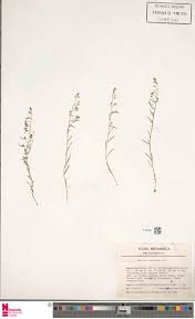 Image result for Kyllinga merxmuelleri