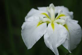白菖蒲の花 | GANREF