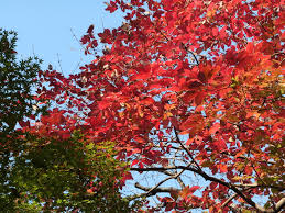 12月上旬の小石川植物園 紅葉 黄葉の最後の競演 団塊人の散歩道