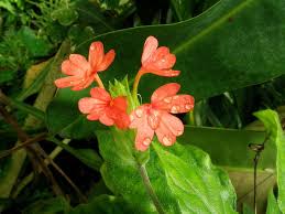 Image result for Crossandra nilotica