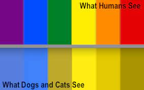 Pin By Angela Rosaria Cancilla On Animal Behavior And Training Why Do Cats Purr Dog Coloring Cradles Lyrics