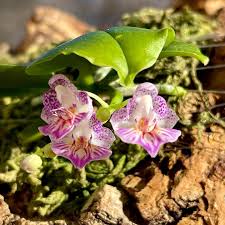 Image result for Aerangis appendiculata
