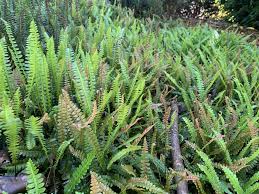 Image result for Blechnum