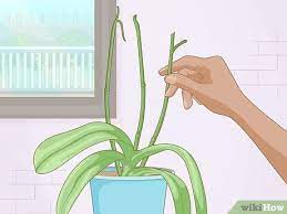 Diese ruhephase sieht nicht bei jeder orchidee gleich aus. Orchideen Wieder Zum Bluhen Bringen 15 Schritte Mit Bildern Wikihow