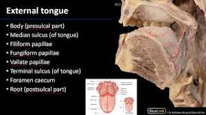 Maybe you would like to learn more about one of these? Oral Cavity Tongue Youtube