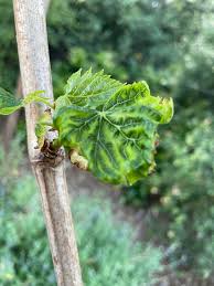 Image result for Calepitrimerus vitis