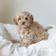 Cavapoochon Faqs What Makes Me A Great Pet Bluebell Pup Cavapoochon Puppies For Sale Cavapoochon Pets Cuddling Really Cute Dogs