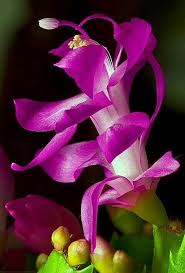 A christmas cactus is less spiky on the corners of. Pin On Plants Flowers Trees Etc