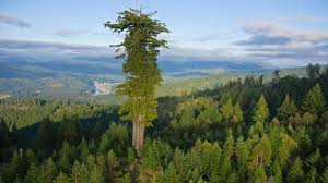 Giant Redwood / Sequoia Trees – tHiNk TwIcE