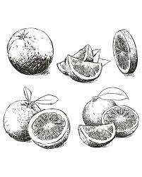 Black And White Outline Orange Clip Art 80 Off Sale Orange Isolated Outline Orange Vector Composition Of Orange Hand Drawings Art Fruit Sketch