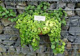 Mar 11, 2021 · the best way for these plants to compliment your bedroom décor is to hang them high up. The Best Indoor Vine Plants And Climbers With Pictures