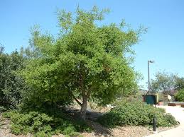 Image result for Quillaja saponaria