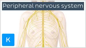 But some scientists have classified them into two divisions in which the. Nervous System Structure Function And Diagram Kenhub