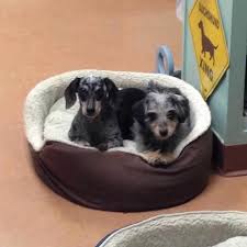 🐾 clients may be present for their pet's appointment. Ashland Animal Hospital Home Facebook