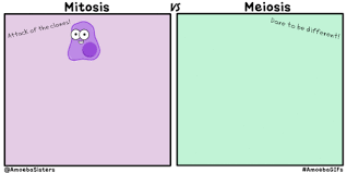 Mitosis V Meiosis Gif Video Biology Classroom Biology Lessons Teaching Biology