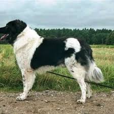 In this video i will tell you all the important facts and information about the bucovina s. Bulgarian Shepherd Dog Download Scientific Diagram