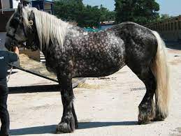 Pin On Horses We ℒℴѵℯ