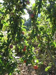 Sichtschutz Aus Saulenobst Ein Leckerer Und Durchlassiger Sichtschutz Und Blickfang Idee Aus Dem Paradiesgarten G Vorgarten Vorgarten Ideen Garten Pflaster
