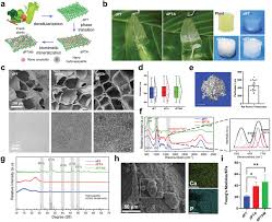 Fabrication and characterization of decellularized plant coated with...