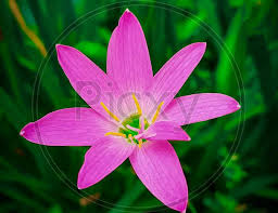 Image result for Zephyranthes minuta