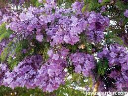 Does your flower resemble this? Flowering Trees In Santa Barbara California Joy Us Garden