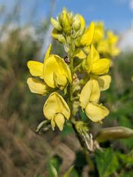 Image result for Crotalaria bernieri