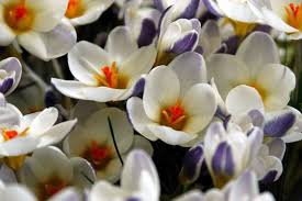 Image result for Pycreus chrysanthus