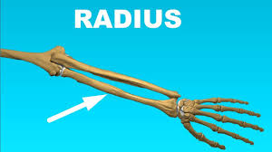 The best selection of royalty free human arm bone anatomy vector art, graphics and stock illustrations. Radius Anatomy Forearm Bones 6 Youtube