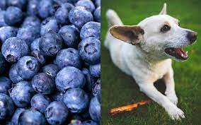 Yes Dogs Can Eat Blueberries Blueberries Which Are Available Year Round Either Fresh Frozen Or Freez Can Dogs Eat Blueberries Can Dogs Eat Dog Food Recipes