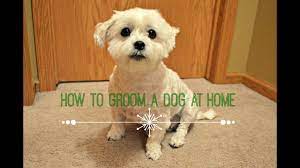 How To Groom A Dog At Home Basic Youtube