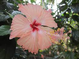 Hibiscus From Kerala India 05 Hibiscus Wikipedia Hibiscus Showy Flowers Flowers