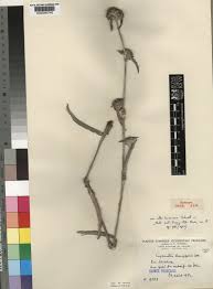 Image result for Cyanotis longifolia